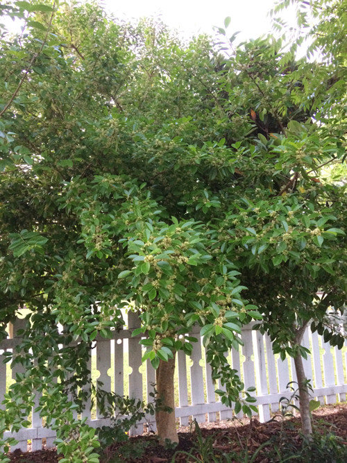 A small evergreen tree growing in zone 8b