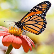 Monarch trINKets's photo