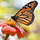 Monarch trINKets