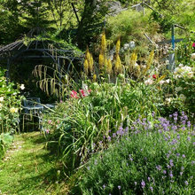 my garden