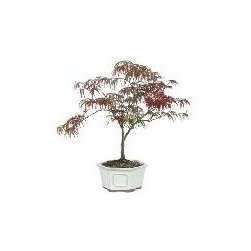 Japanese Maple Weeping Lace Leaf Bonsai Tree - Area Rugs