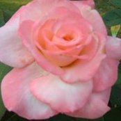 Connie Raness billede