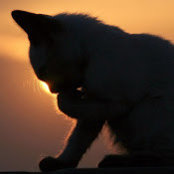 Foto von Xin Ge