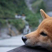 David Yu's photo