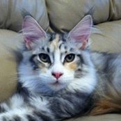 Coleen Wolfe's photo