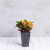 Novelty Artstone Ella Black Flower Box, 19.5 Inch