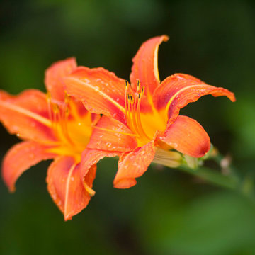 Flowers in my garden