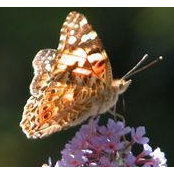 Marie Robbins's photo