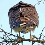 Renee Norman's photo