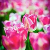 Laila Eltobgi's photo
