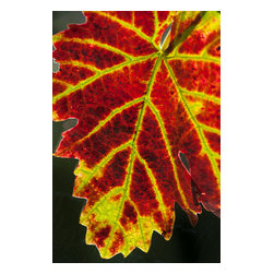 Douglas Page Photographic Arts - Autumn Grape Leaf, Canvas Giclee, 12"x18" - Prints And Posters