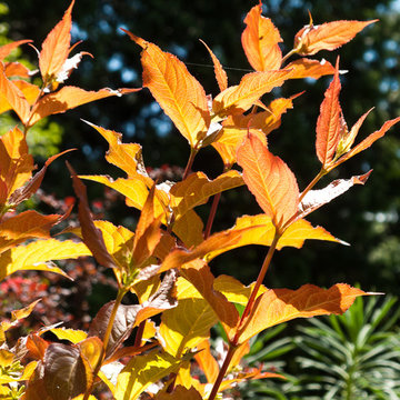 Great Design Plants