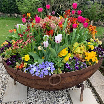 Early spring colour in old Kadai fire bowl planter