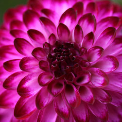 Purple Dahlia 1 - Photographs