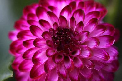 Purple Dahlia 1