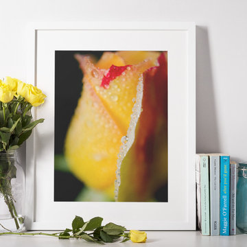 Dew on Yellow Rose Flower - Floral Nature Photograph Wall Art Print