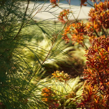 geigeria and kangaroo paws