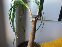 What happens if you decapitate a Ponytail Palm? | Houzz Forum
