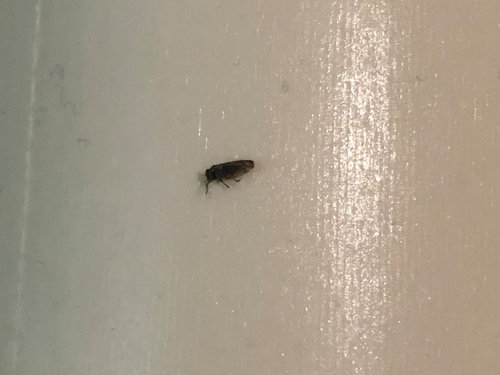 What Are These Bugs - Small Black Insects In Bathroom Uk