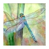 Sherri Sentman's photo