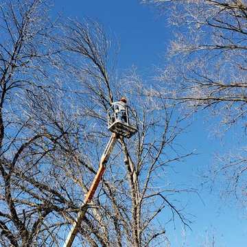Tree Trimming and Removal
