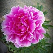 Foto von Faith Stuart