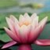 Melissa Stice Larson's photo
