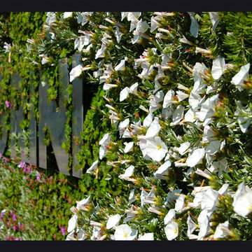 Giardino verticale azienda Pellegrini Giardini