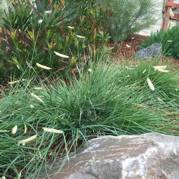 North Berkeley, deer and drought tolerant