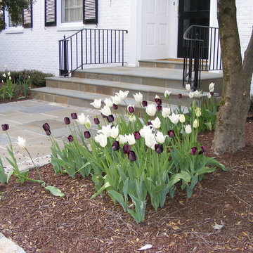 'Black Tie' tulip blend flanks resurfaced steps and new walkway at front entry