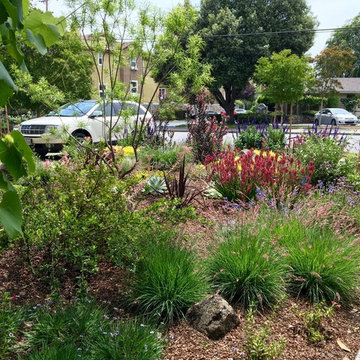Lawn replacement