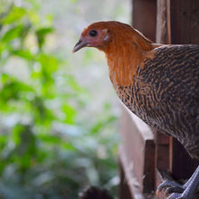 chickens
