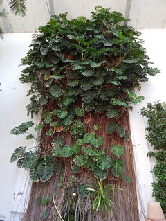 Oldest Botanical Garden in the World | Houzz Forum