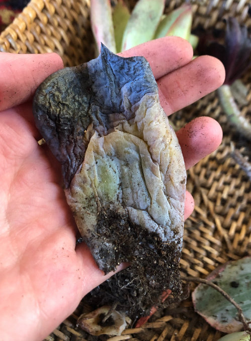 Help! What is killing my plants?