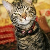 Michelle Kosar's photo