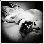 Rob Holland's photo