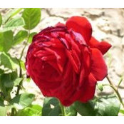 Amal Aly's photo