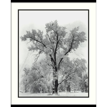 Framed Print 'Oak Tree, Snowstorm, Yosemite Nat. Park-1948', Ansel Adams:27x32