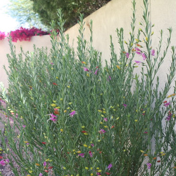 Tropical Oasis in Chandler