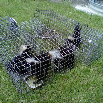 Glen Ellyn Skunk Removal Services