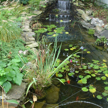 Koi Pond