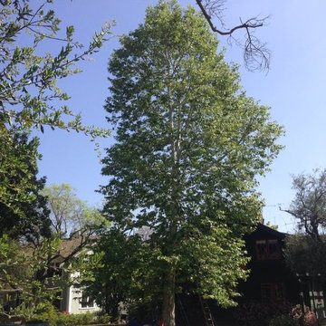Our Tree Services
