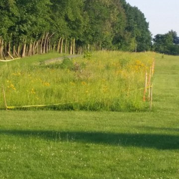 prairie windbreak establishment