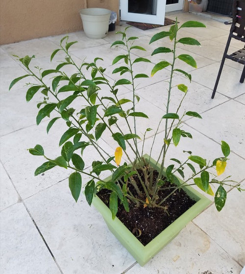 What's eating my Night Blooming Jasmine? How do I kill it?