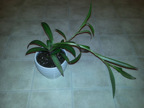 Oyster Plant (Tradescantia spathacea) Pruning & Propagation