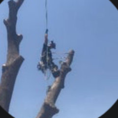 Small Town Tree Care