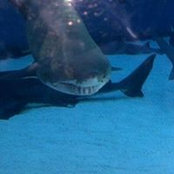 Nina Gustat's photo