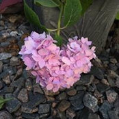 Rhonda Bartosh Spangler's photo
