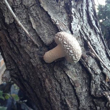 Shiitake Mushroom growing from log