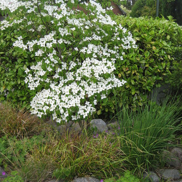 Vorgarten nach der Umgestaltung